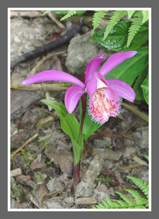 photo "A pleasant surprise" tags: nature, flowers