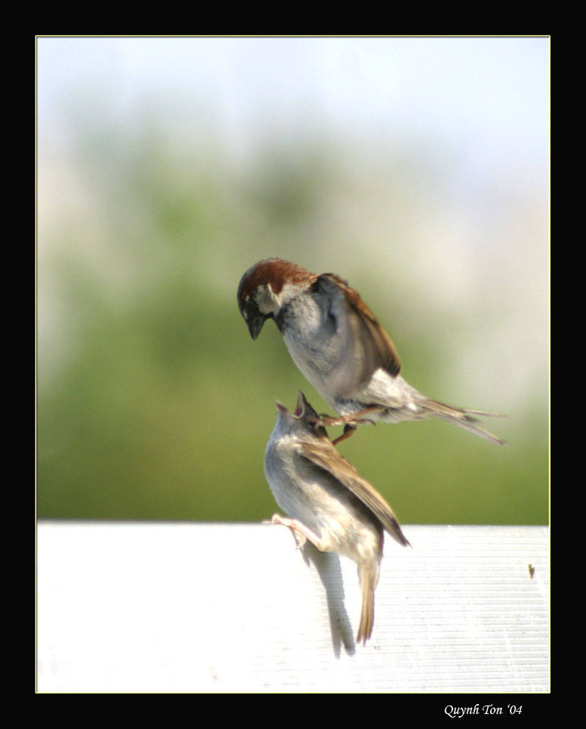 photo "Daddy  Feeding Style" tags: nature, wild animals