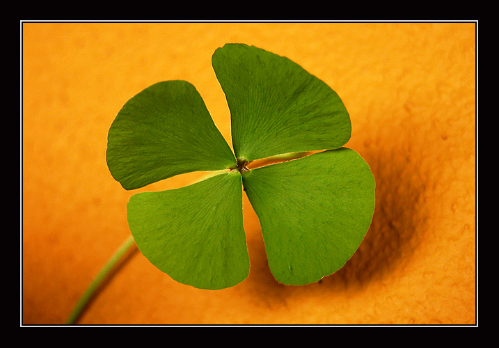 фото "four-leaf clover" метки: разное, 
