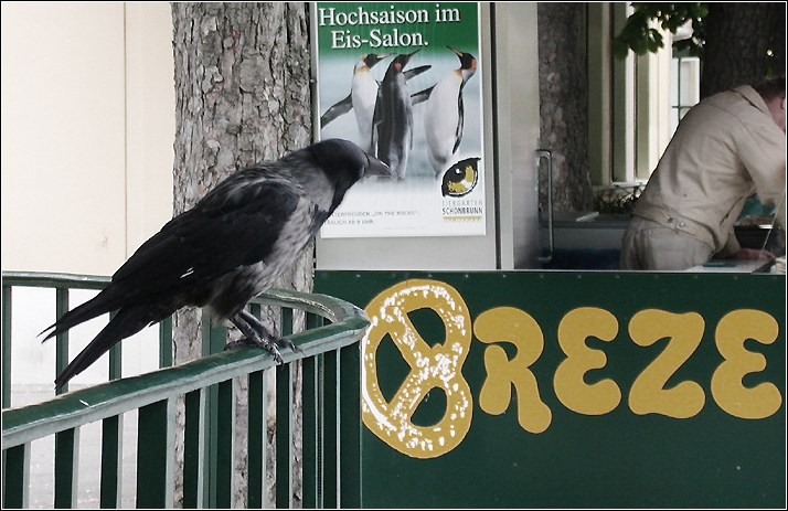 photo "Hochsaison in Eissalon" tags: nature, wild animals