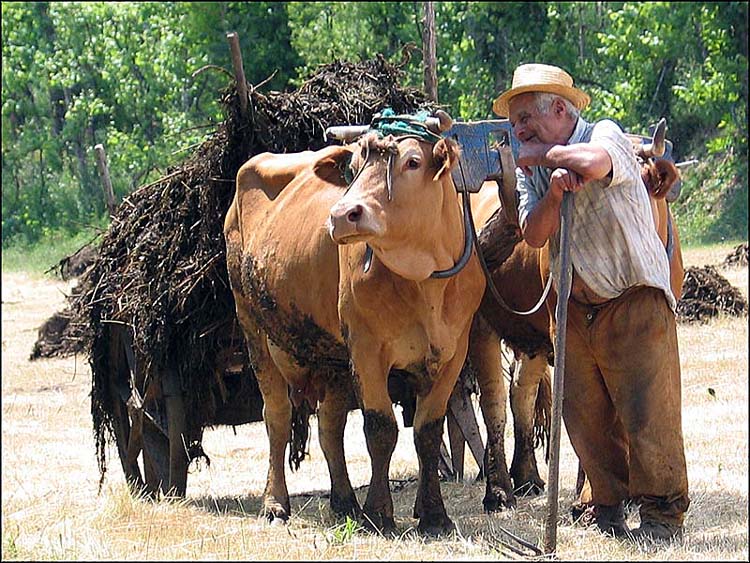 photo "The old farmer" tags: reporting, 