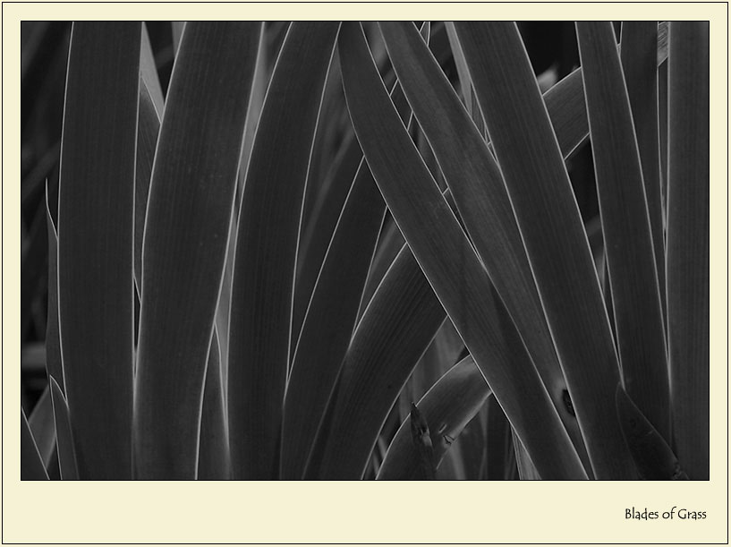 photo "Blades of Grass" tags: macro and close-up, 