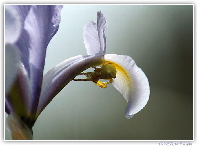 photo "Fatal attraction" tags: macro and close-up, nature, insect