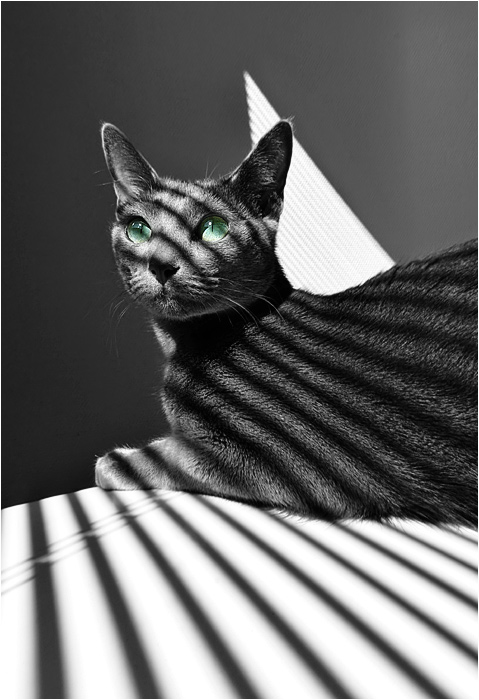 photo "Stripes II" tags: nature, pets/farm animals