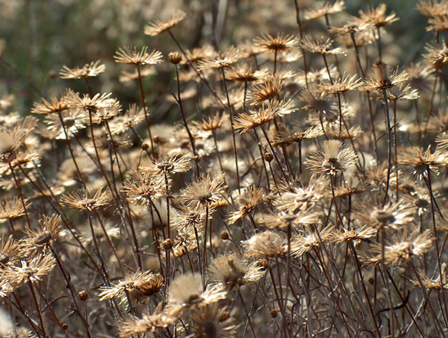 photo "напомонание об осени" tags: nature, landscape, flowers, summer
