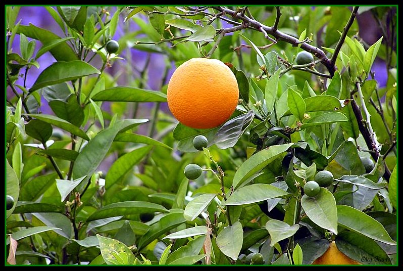 фото "Апельсины" метки: природа, жанр, цветы