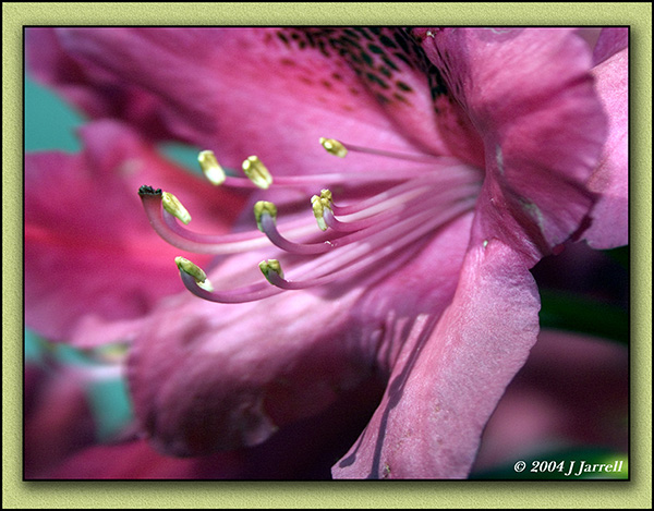 фото "Bee Havin" метки: макро и крупный план, природа, цветы
