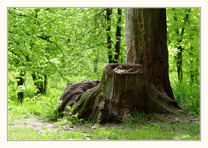 photo "*****" tags: landscape, nature, flowers, forest