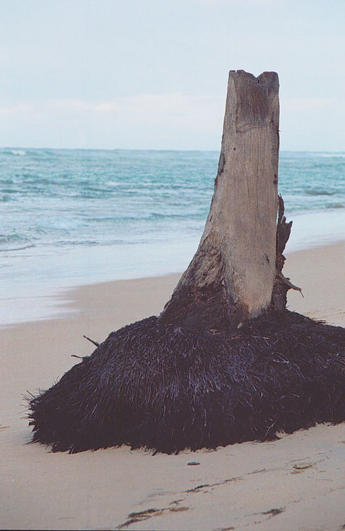 photo "Alone on the beach!" tags: landscape, summer, water