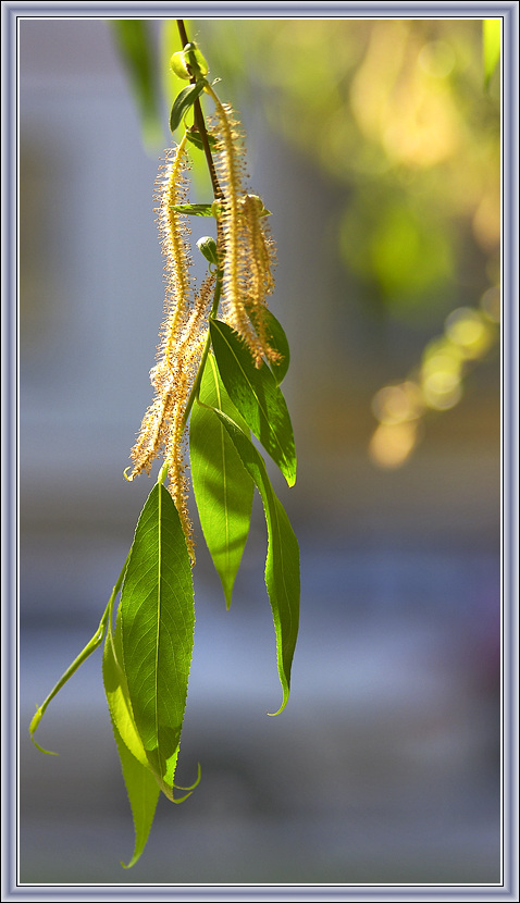 photo "Yellow-green" tags: nature, flowers