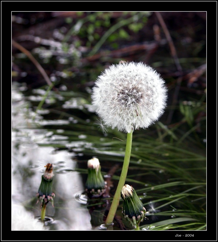 фото "***" метки: природа, цветы