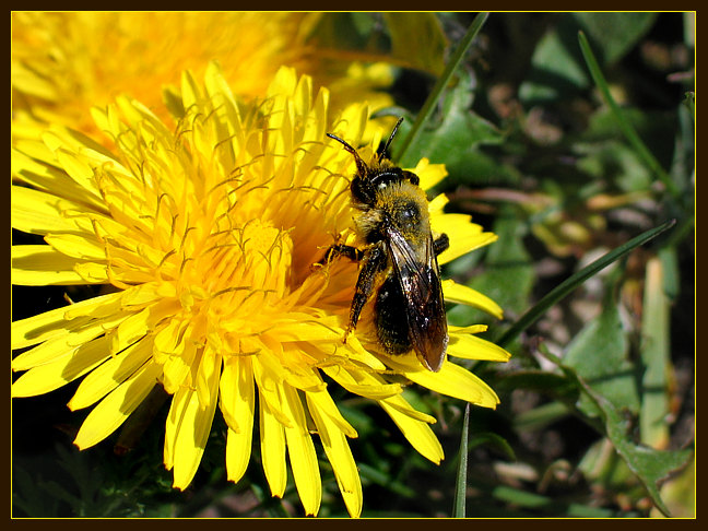 photo "Solar nectar" tags: nature, flowers, insect