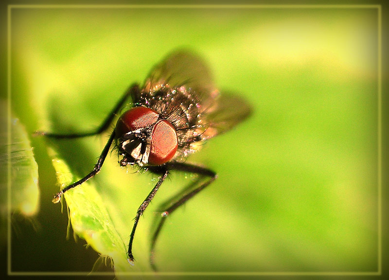 photo "Untitled photo" tags: macro and close-up, nature, insect