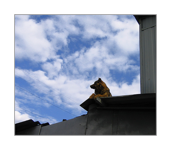 photo "DOG and SKY" tags: nature, genre, pets/farm animals
