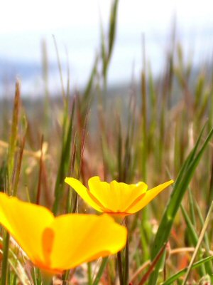 photo "Two Yellow Flowers" tags: nature, flowers