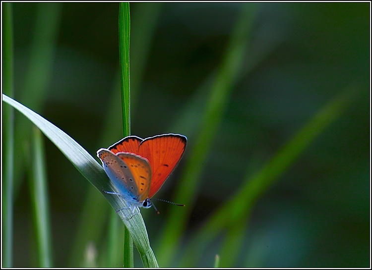 photo "Madame" tags: macro and close-up, 