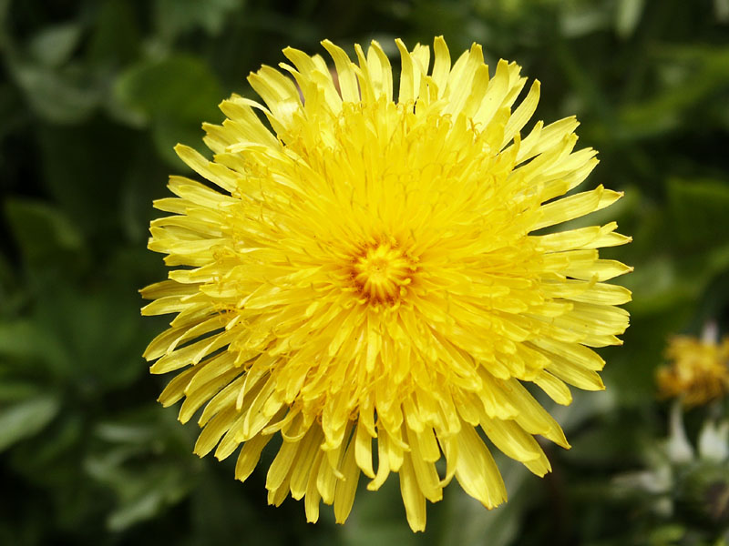 photo "Yellow" tags: montage, macro and close-up, 