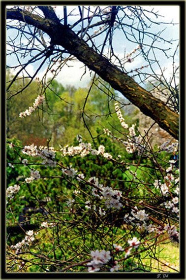 фото "Переплетение" метки: природа, пейзаж, весна, цветы