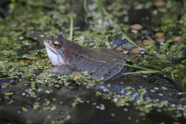 photo "Princess-frog" tags: macro and close-up, nature, wild animals