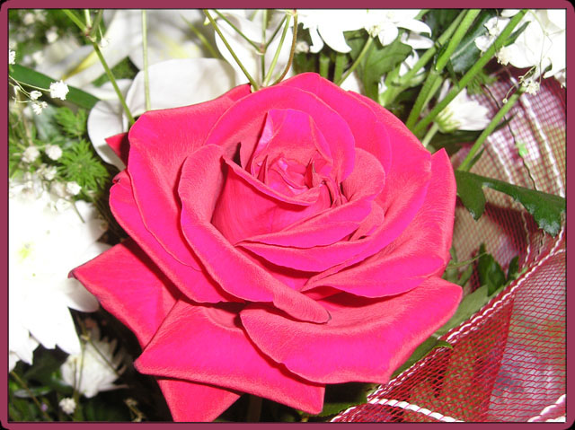 photo "Rose" tags: nature, macro and close-up, flowers