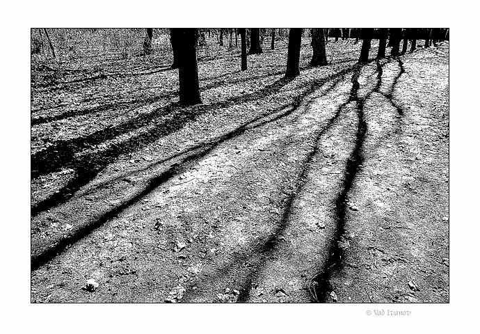 photo "Shadowgraphics III" tags: nature, black&white, 