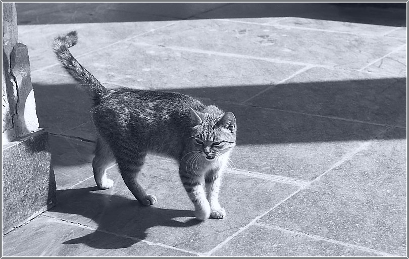 photo "From the corner" tags: nature, pets/farm animals