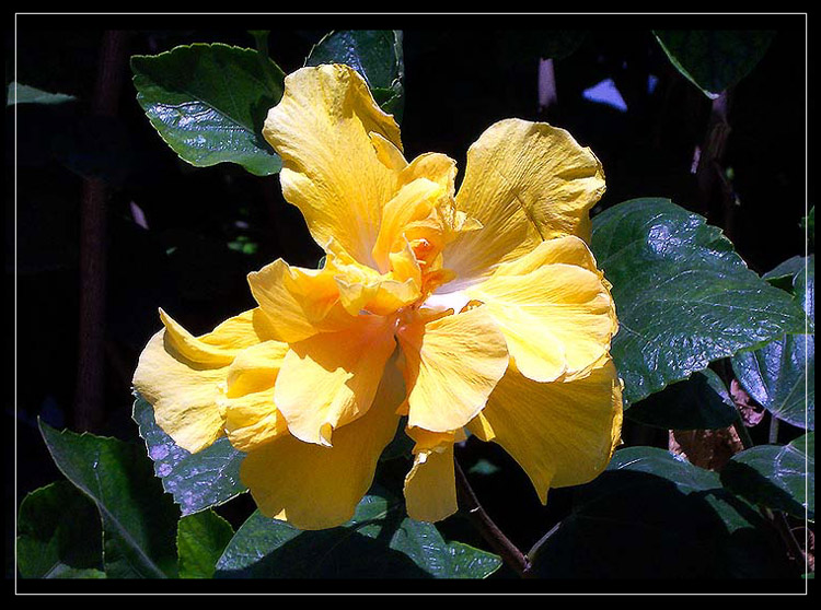 photo "La Flor El La Jungla" tags: nature, travel, North America, flowers