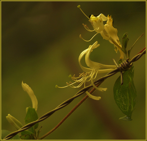 photo "The Glow of Golds" tags: macro and close-up, nature, flowers