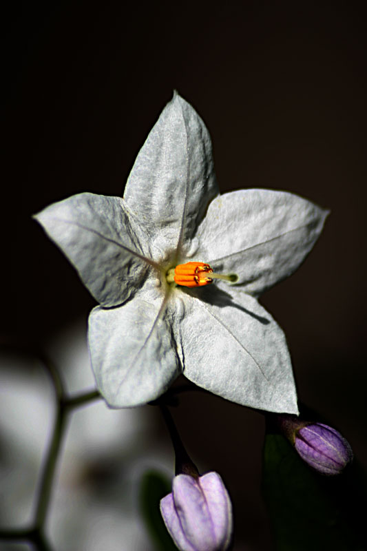 photo "paper flower" tags: macro and close-up, 