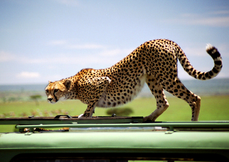 photo "A cat on the jeep`s roof" tags: nature, wild animals