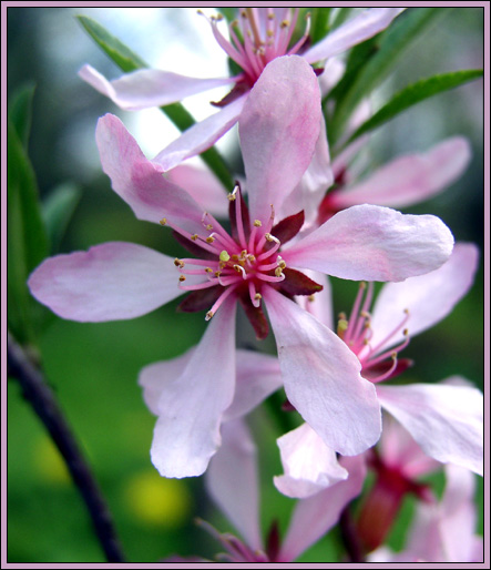 photo "***" tags: nature, flowers