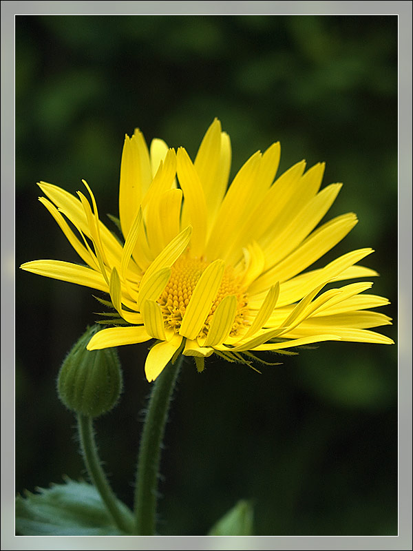 photo "Yellow on the dark green for Victoria" tags: macro and close-up, nature, flowers