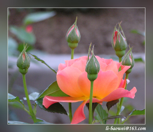 photo "Bodyguard" tags: nature, flowers