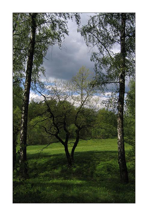 photo "Symmetry of a bad weather" tags: landscape, forest, spring