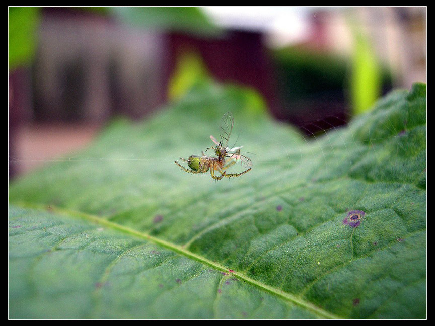 photo "Untitled photo" tags: nature, insect