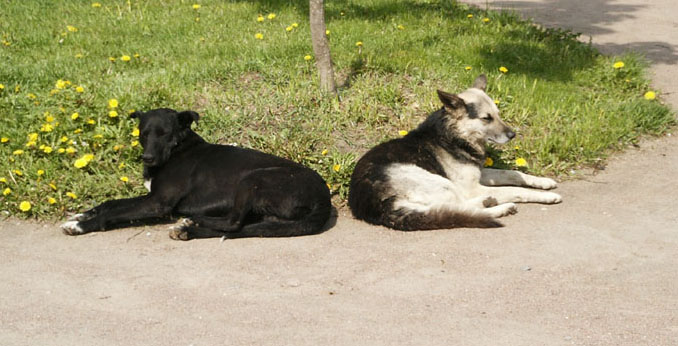 photo "I and my twin" tags: montage, nature, pets/farm animals