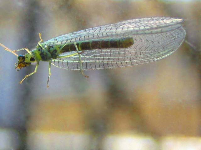 photo "Dragonfly" tags: macro and close-up, 