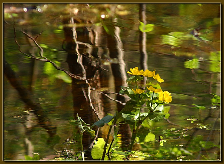 photo "Reflection" tags: landscape, water