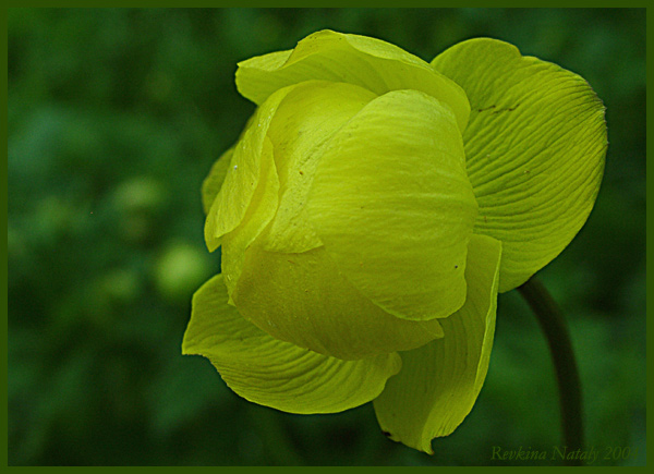 photo "Trollius" tags: nature, macro and close-up, flowers