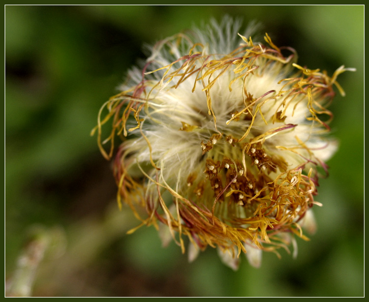 photo "" Gold of my hair silently passes... "" tags: genre, macro and close-up, 