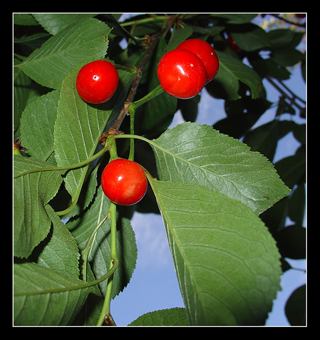 photo "First cherry" tags: macro and close-up, 