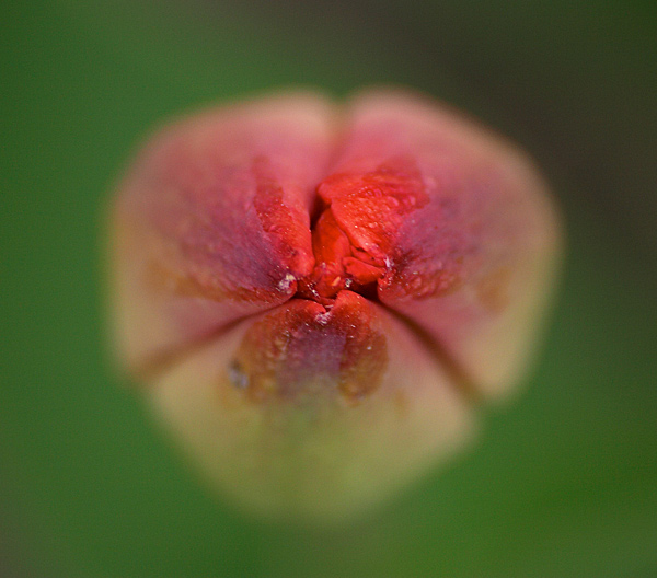 photo "***" tags: macro and close-up, nature, flowers