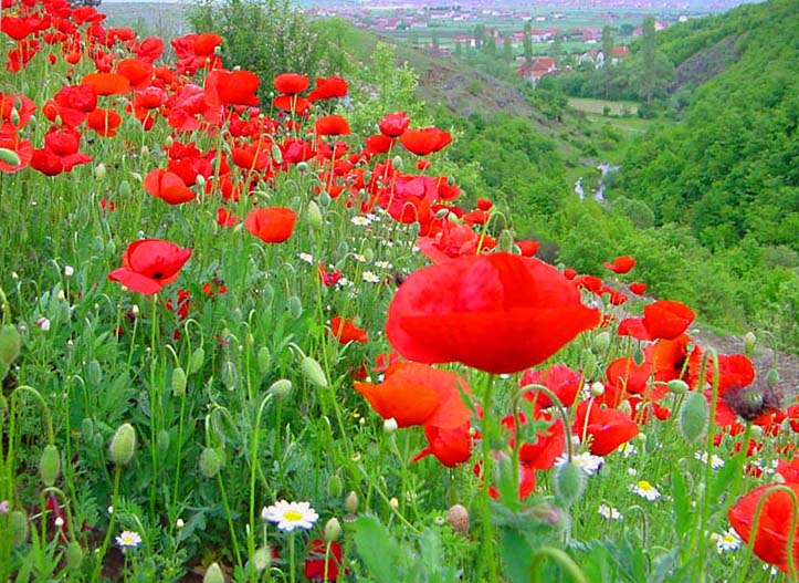 photo "Poppies on a slope." tags: nature, landscape, flowers, spring