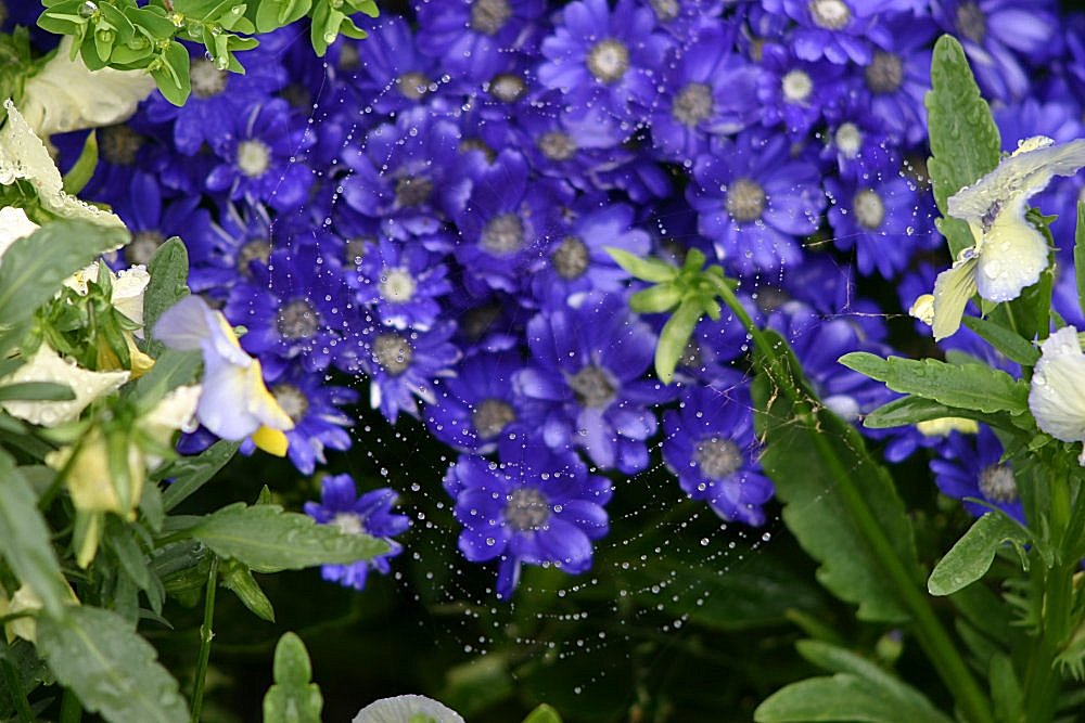 photo "Web with drops" tags: nature, flowers