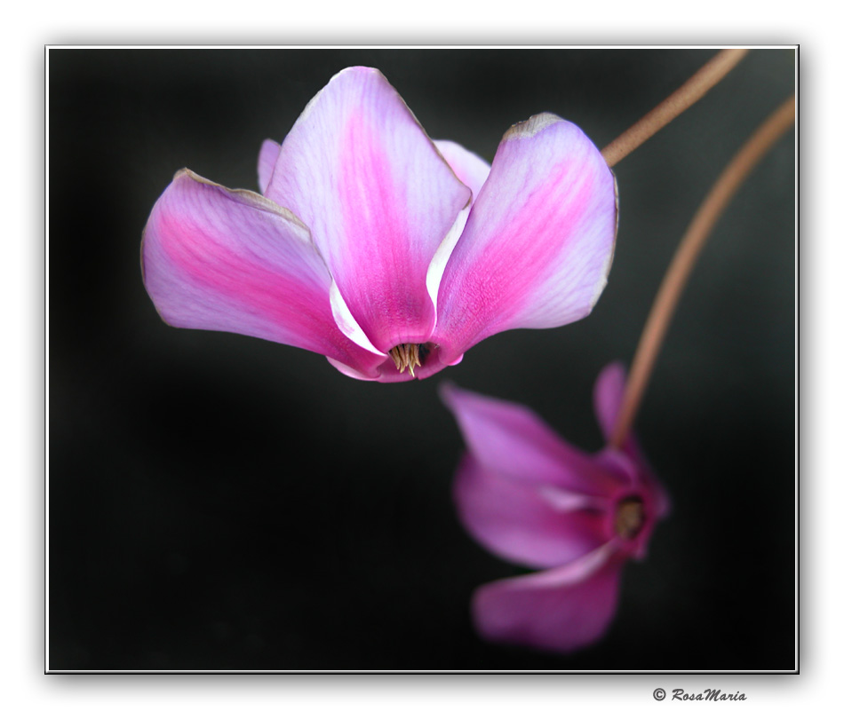 photo "Fucsia" tags: nature, flowers