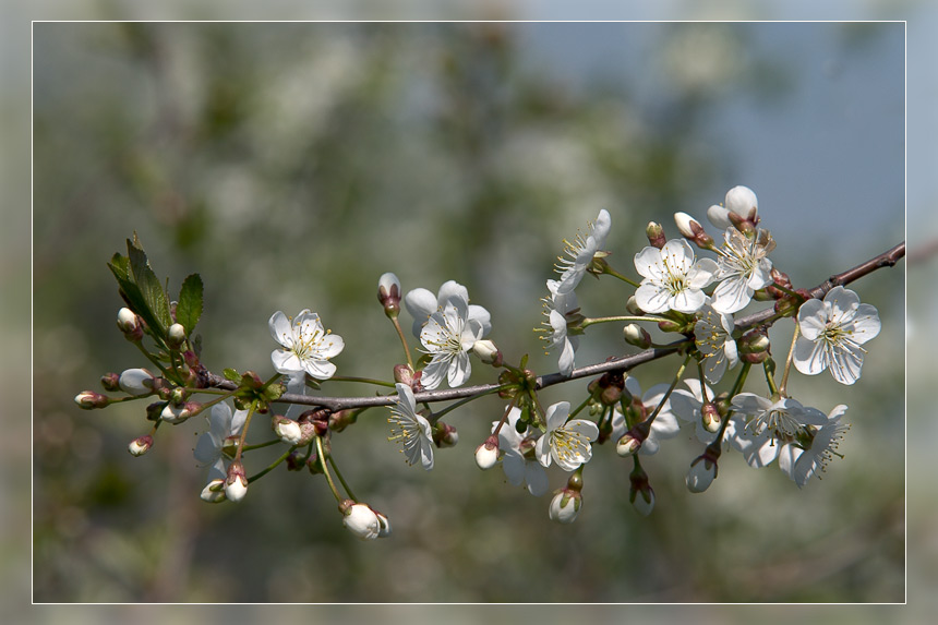 photo "Spring mood" tags: nature, flowers