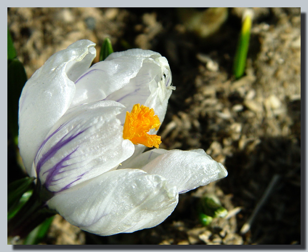 photo "***" tags: nature, macro and close-up, flowers