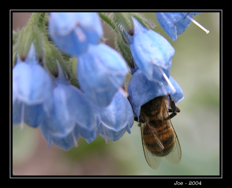 фото "Обжора" метки: природа, насекомое