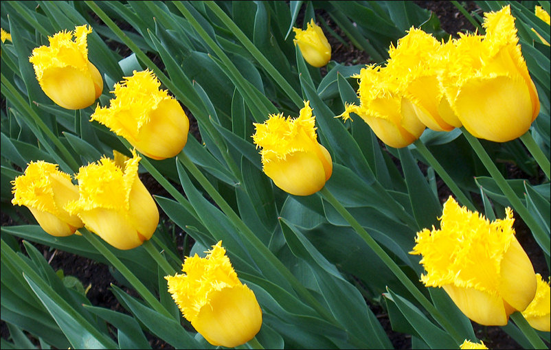 photo "Solar tulips (for Anna)" tags: nature, flowers