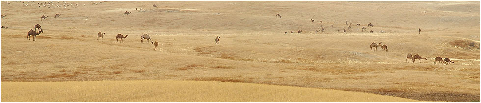 photo "Desert Panorama" tags: landscape, travel, Asia